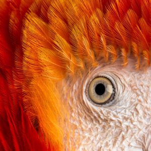Close-up on a Scarlet Macaw's eye (4 years old) isolated on white